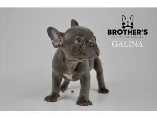 Puerto Rico French Bulldog AKC Hembra y Macho disponibles!, Perros Gatos y Caballos