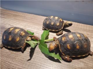 Tortugas Redfoot Patas Rojas Puerto Rico