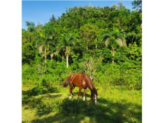 Hermoso caballo manso Puerto Rico