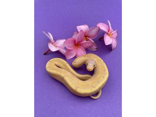 Hermosas Ball Python Bebés Puerto Rico