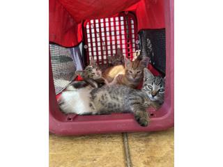 Gatos en adopción Puerto Rico