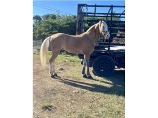 Precioso caballo Puerto Rico