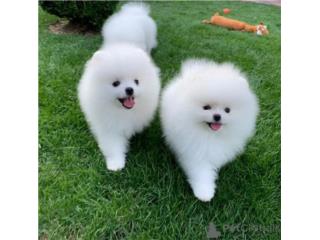 Clasificados Online Mascotas Cachorros de pomerania bonitos y saludables! 