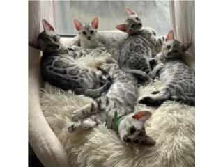 Super Cute Bengal Kittens  Puerto Rico