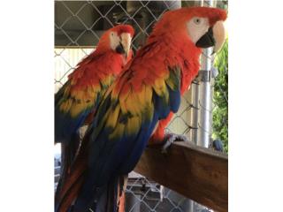 Young Scarlet Macaws  Puerto Rico
