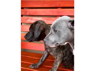 Puerto Rico Pitbull Puppies , Perros Gatos y Caballos