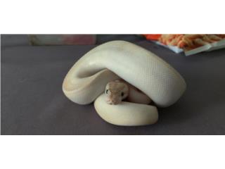 Ball Python Ivory hembra  Puerto Rico
