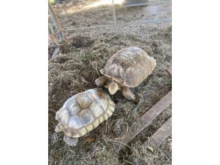 Pareja Tortugas Sulcata Puerto Rico