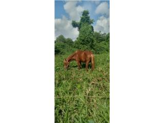 Dos caballos alazanos jvenes domados  Puerto Rico