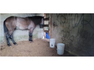 Caballo Moro de solo 3años Puerto Rico