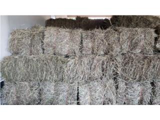 VENTA DE HENO EN LARES  Puerto Rico