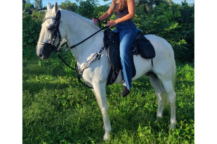 Caballo blanco moro paso fino Puerto Rico