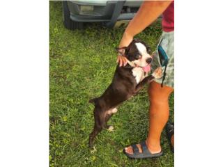 Boston Terrier  Puerto Rico