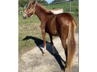 Caballo manso ideal para mujer o Niño.  Puerto Rico