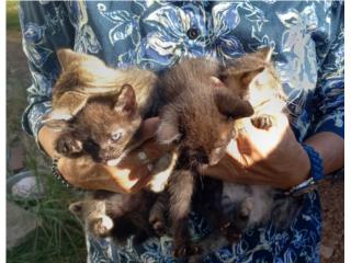 Se regala hermosos gatitos Puerto Rico