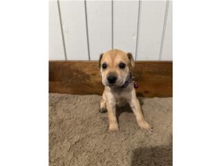 Schnauzer Mix  Puerto Rico