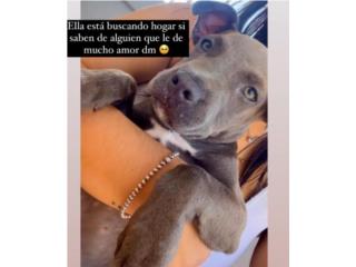 Hermosa perra tranquila para Adopcin Puerto Rico