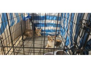 Gatitas para adopcin  Puerto Rico