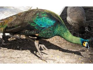Pavo real esmeralda  Puerto Rico