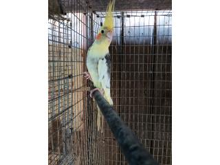 Cockatiel joven bien mansito. Pitan mucho  Puerto Rico