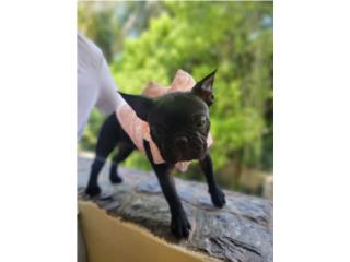 Puerto Rico FRENCH BULLDOG BRINDLE, Perros Gatos y Caballos
