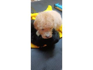 Puerto Rico Toy poodle, Perros Gatos y Caballos