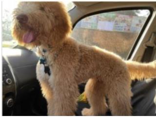 Puerto Rico GoldenDoodle , Perros Gatos y Caballos