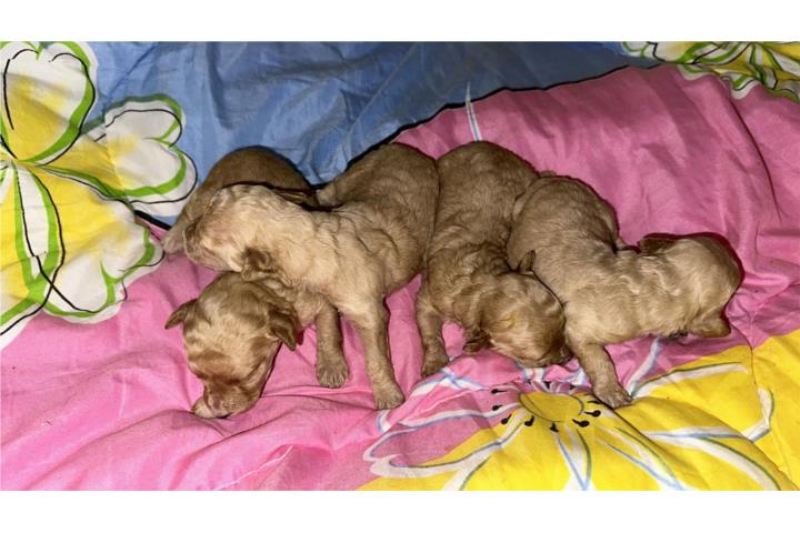 Poodles Toy Puerto Rico poodles-toy-puerto-rico