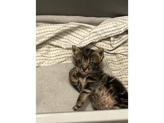 hermoso gatito de un mes Puerto Rico