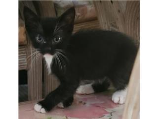 Se REGALA GATITO BEBE  Puerto Rico