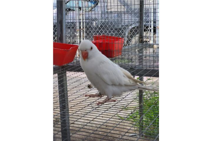 Ring neck albina hembra Puerto Rico