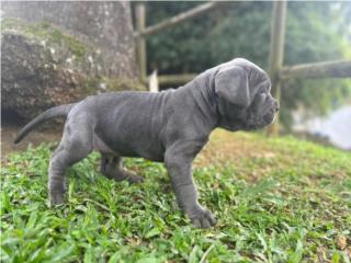 Mastin sales napolitano puppy