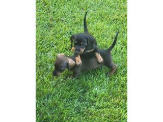 Puerto Rico Salchicha, Perros Gatos y Caballos