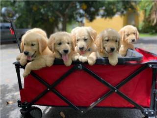 Puerto Rico Golden Retriever - con papeles AKC de RAZA , Perros Gatos y Caballos