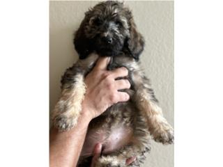 Puerto Rico F1 Standard GoldenDoodle, Perros Gatos y Caballos