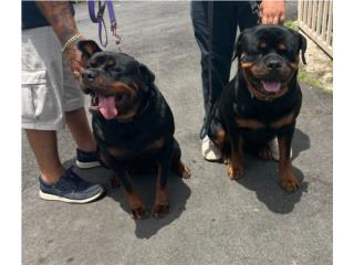 Puerto Rico Rottweiler Aleman, Perros Gatos y Caballos