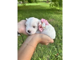 Puerto Rico Mini Schnauzer , Perros Gatos y Caballos