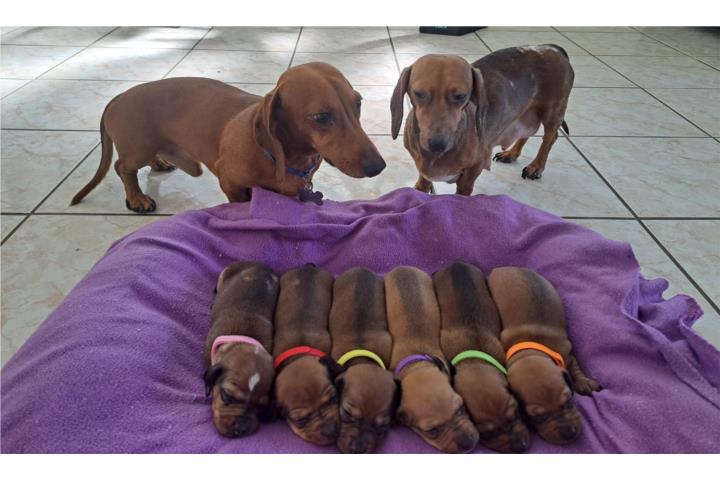 Dachshund Puerto Rico