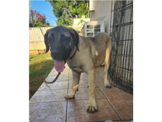 Puerto Rico PRESA CANARIO, Perros Gatos y Caballos