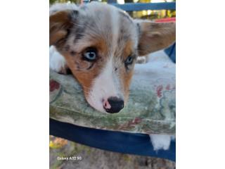 Puerto Rico CKC American Corgi, Perros Gatos y Caballos