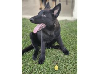 Puerto Rico Puppies German Shepherd con Papeles, Perros Gatos y Caballos