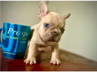 Puerto Rico French Bulldog Micro lilac fawn, Perros Gatos y Caballos