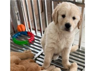 Puerto Rico Beautiful AKC Golden Retriever puppies, Perros Gatos y Caballos