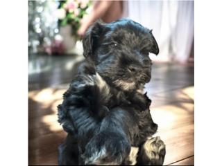 Puerto Rico Hermoso Mini Schnauzer Negro Mega Coat, Perros Gatos y Caballos