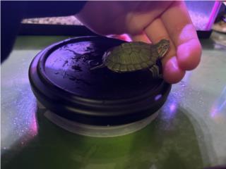 Tortuga de agua bebé con comida 