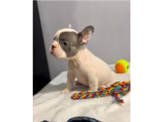 Puerto Rico Hermosos frenchbulldogs calidad a buen precio, Perros Gatos y Caballos