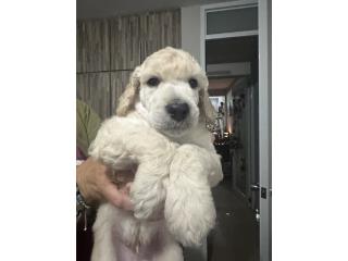 Puerto Rico Standard Poodle , Perros Gatos y Caballos