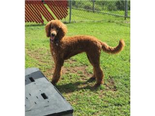 Puerto Rico Standard Poodle H 7 meses LEER descripcin , Perros Gatos y Caballos