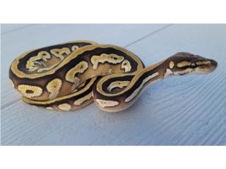 Serpientes ball python 