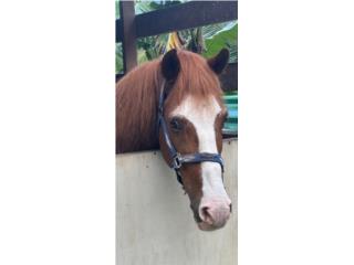 Puerto Rico CABALLO MANSO - ENTERO ALAZANO, Perros Gatos y Caballos